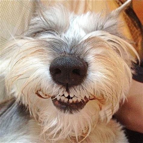 15 Signs That Indicate Youre A Crazy Schnauzer Person And Are Damn