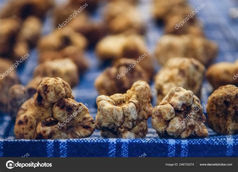 White Truffles Tuber Magnatum Pico Trader Stall Fiera Del Tartufo Stock