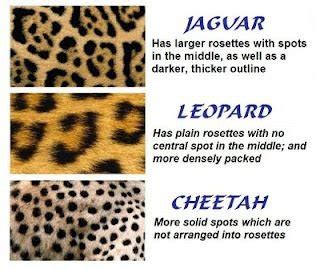 Difference Between Cheetah And Leopard And Jaguar And Panther