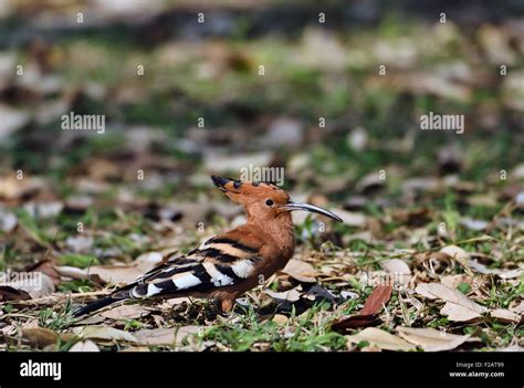 South Africa Kruger District African Hoopoe Upupa Africana Stock