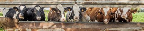 Cows Standing In A Row Stock Image Image Of Industry 107969543