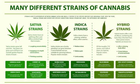 Cannabis Plant Overview | Think About Cannabis