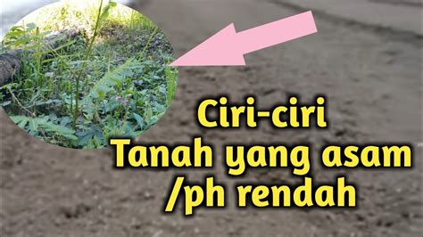 Ciri Ciri Tanah Yang Asam Ph Rendah YouTube