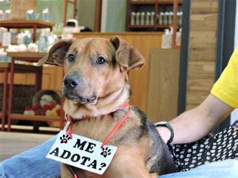 Shopping P Tio Paulista Promove Feira De Ado O De Animais Ederepente