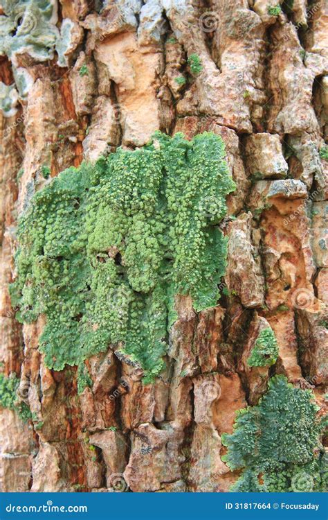 Bark Covered With Moss Stock Photo Image Of Material