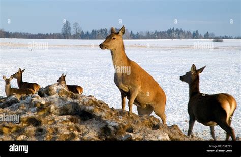 Deer Animal Zoo Herd Hi Res Stock Photography And Images Alamy