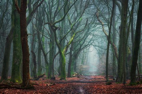 Creepy Forest Photograph By Martin Podt Pixels