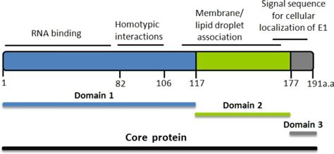 Structural And Functional Domains Of The HCV Core Protein Core Is Made