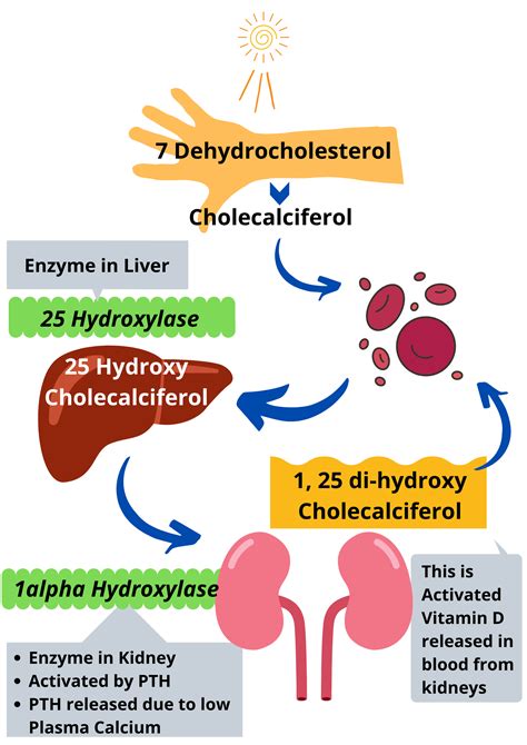 Vitamin D Metabolism