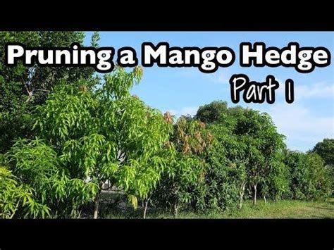 Mango Tree Pruning - Sere Fruit