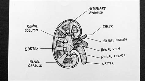 Kidney Labelled Diagram Ncert