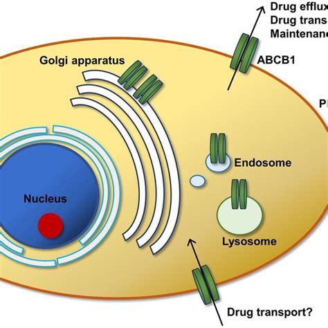 Cellular Distribution Of Abcb1 And Its Proposed Functions Abcb1 Or Download Scientific