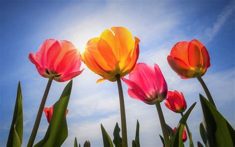 Colors Earth Colorful Tulip Flower Wallpaper Coolwallpapersme