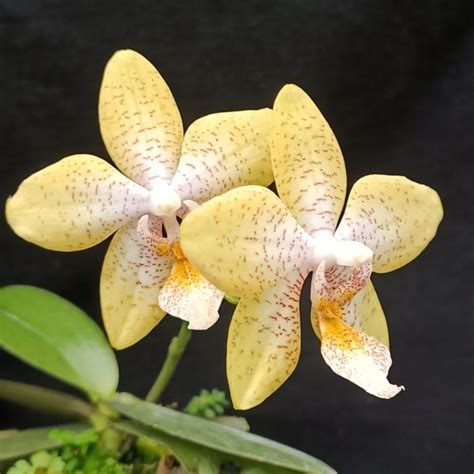 Jual Anggrek Bulan Hybrid Phalaenopsis Shavana Shopee Indonesia