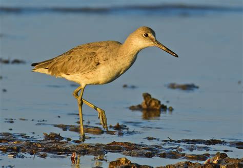 Shanks, Tattlers, and Allies (Genus Tringa) · iNaturalist