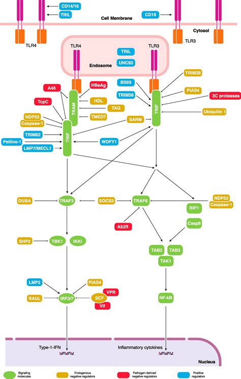 Trifdependent Tlr Signaling Its Functions In Host Defense And