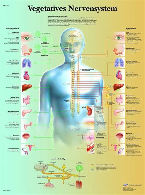 Vegetatives Nervensystem Lehrtafel Anatomie 50 X 67cm Poster Anatomie