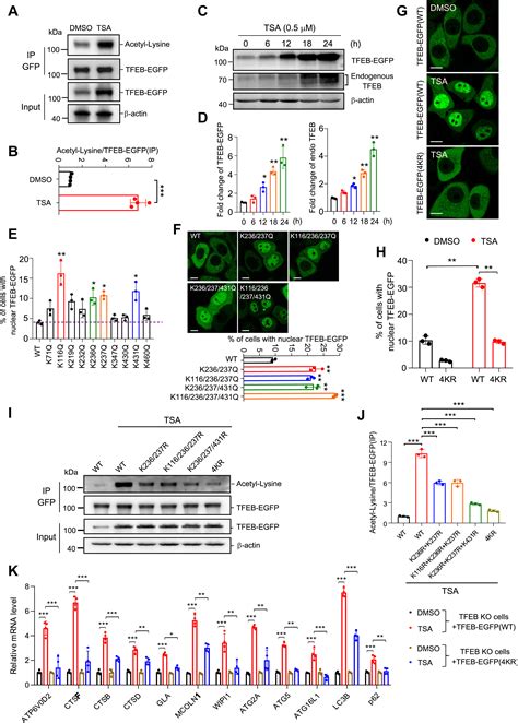 Tfeb Acetylation Promotes Lysosome Biogenesis And Ameliorates Alzheimer