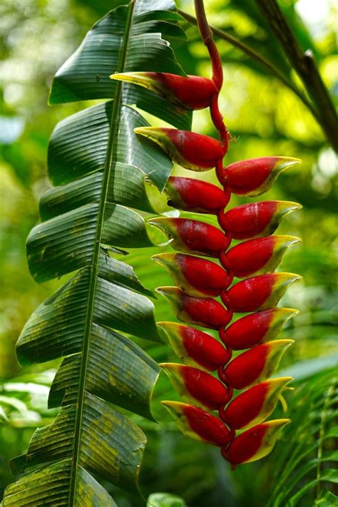 Heliconia Rostrata Como Cultivar A Esp Cie Que Atrai Beija Flores