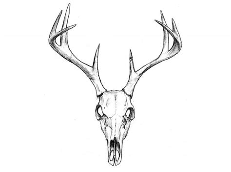 Deer Skull Vector At Getdrawings Free Download