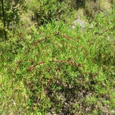 Mysore Raspberry Invasive Species South Africa