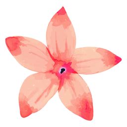 Design Png E Svg De Aquarela Flor Rosa Para Camisetas