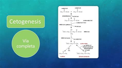 Cetogenesis And Cetolisis