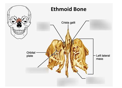 Ethmoid Bone Diagram Quizlet