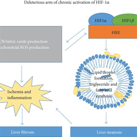 Consequences of chronic activation of the HIF 1αiNOS axis and its