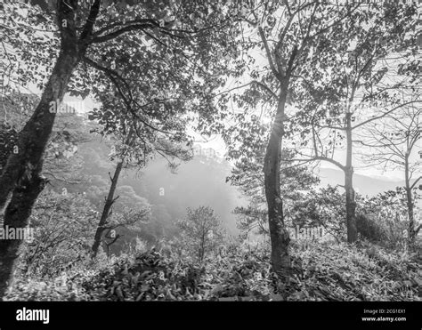 Outdoor Trees And Leaves Black And White Stock Photos And Images Alamy