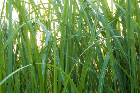 Vetiver - Inshanti - Pure Essential Oils