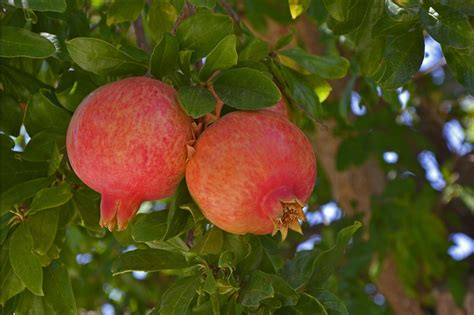 Punica granatum Emericus Termő gránátalma Növényfutár Kertészeti