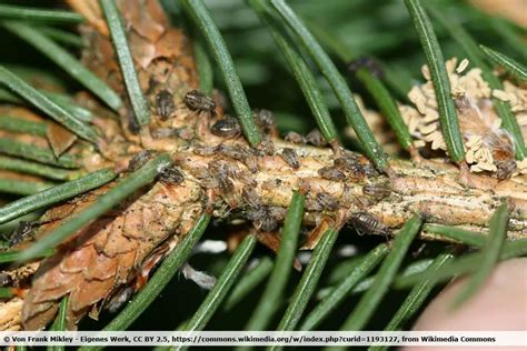 Descubre Los Insectos Que Son Iguales A Las Garrapatas Te