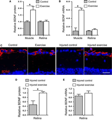 Bdnf Protein And Gene Expression In Response To Exercise And Retinal