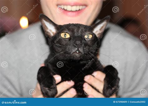 Funny Cat Cornish Rex Posing And Shows Tongue Royalty Free Stock Image