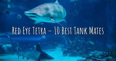 Red Eye Tetra 10 Best Tank Mates Aqua Revolt