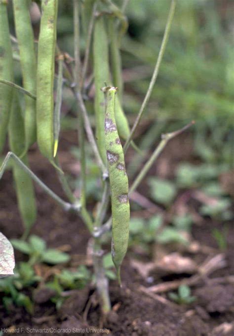 Diseases That Could Be Killing Your Beans Hobby Farms