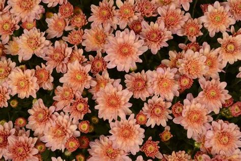 Mum Chrysanthemum X Morifolium Chelsey Coral Lucas Greenhouses