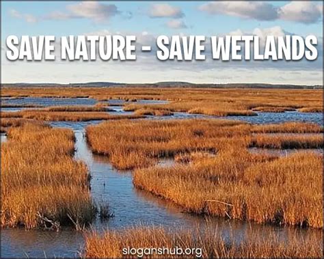 320 Useful Save Wetland Slogans And World Wetlands Day Quotes