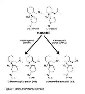 What Type of Withdrawal Symptoms from Tramadol Might a Patient Experience?