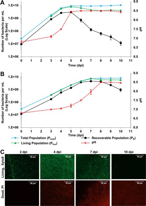 L Crescens Growth Curves And Ph Increase During Growth A And B The Download Scientific