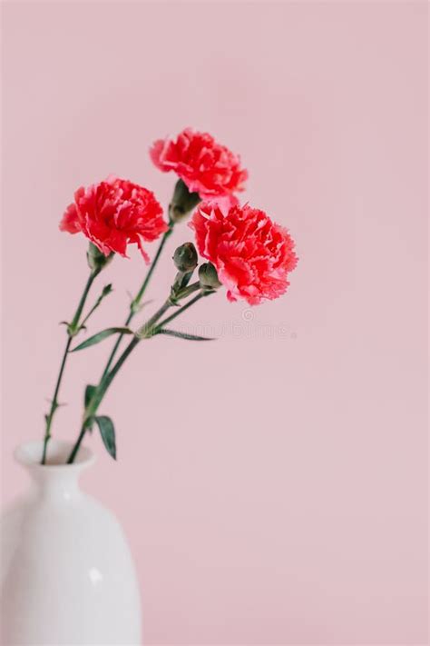 Beautiful Pink Carnation Flowers On A Pink Pastel Background Stock