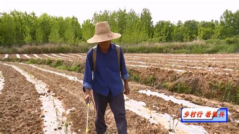 枣阳市吴店镇何湾村：用甘蔗“挑起”幸福生活 荆楚网 湖北日报网