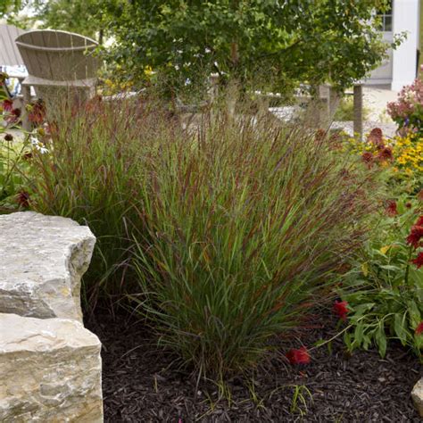 Panicum Virgatum Cheyenne Sky Pp Perennial Resource