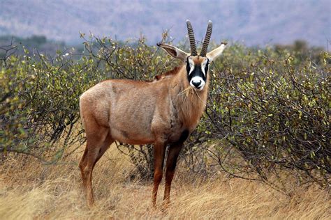 Roan antelope - Wikipedia