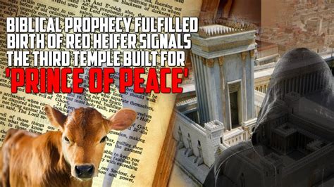 Biblical Prophecy A Red Heifer Signaling The Third Temple Being Built