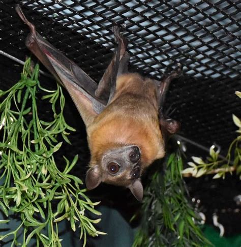 Bumpkin An African Fruit Bat At Bat World Sanctuary Fruit Bat Cute