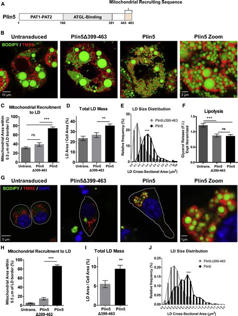 Mitochondria Bound To Lipid Droplets Have Unique Bioenergetics