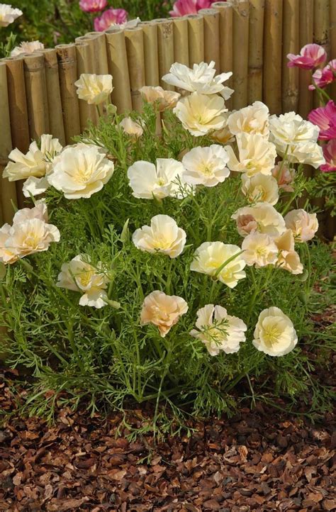 Eschscholzia Californica Thai Silk Pink Champagne Muller Seeds