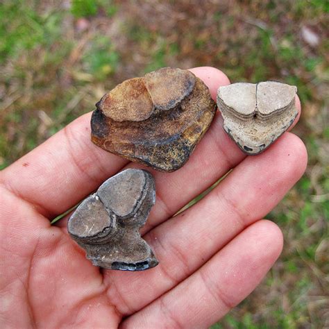 Pufferfish Mouthplates From Eocene Ocala Limestone Paleocris